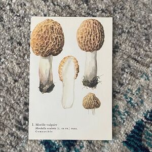 🖤5/$25 Vintage Mushroom Illustration Print